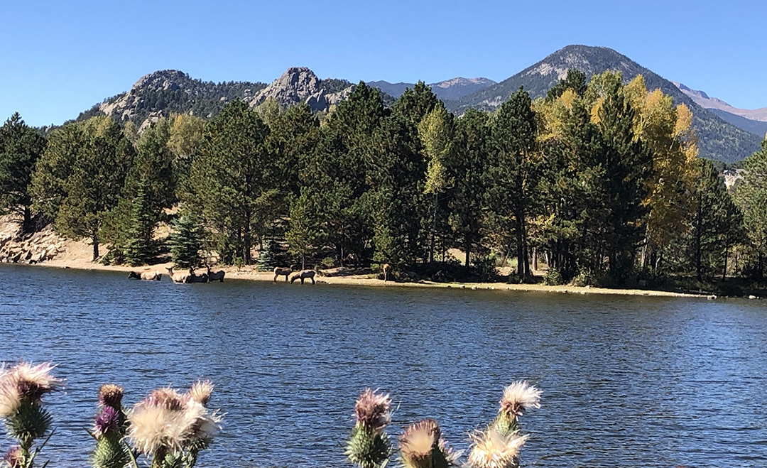 7 Best Vacation Rentals in Estes Park, CO for Large Families